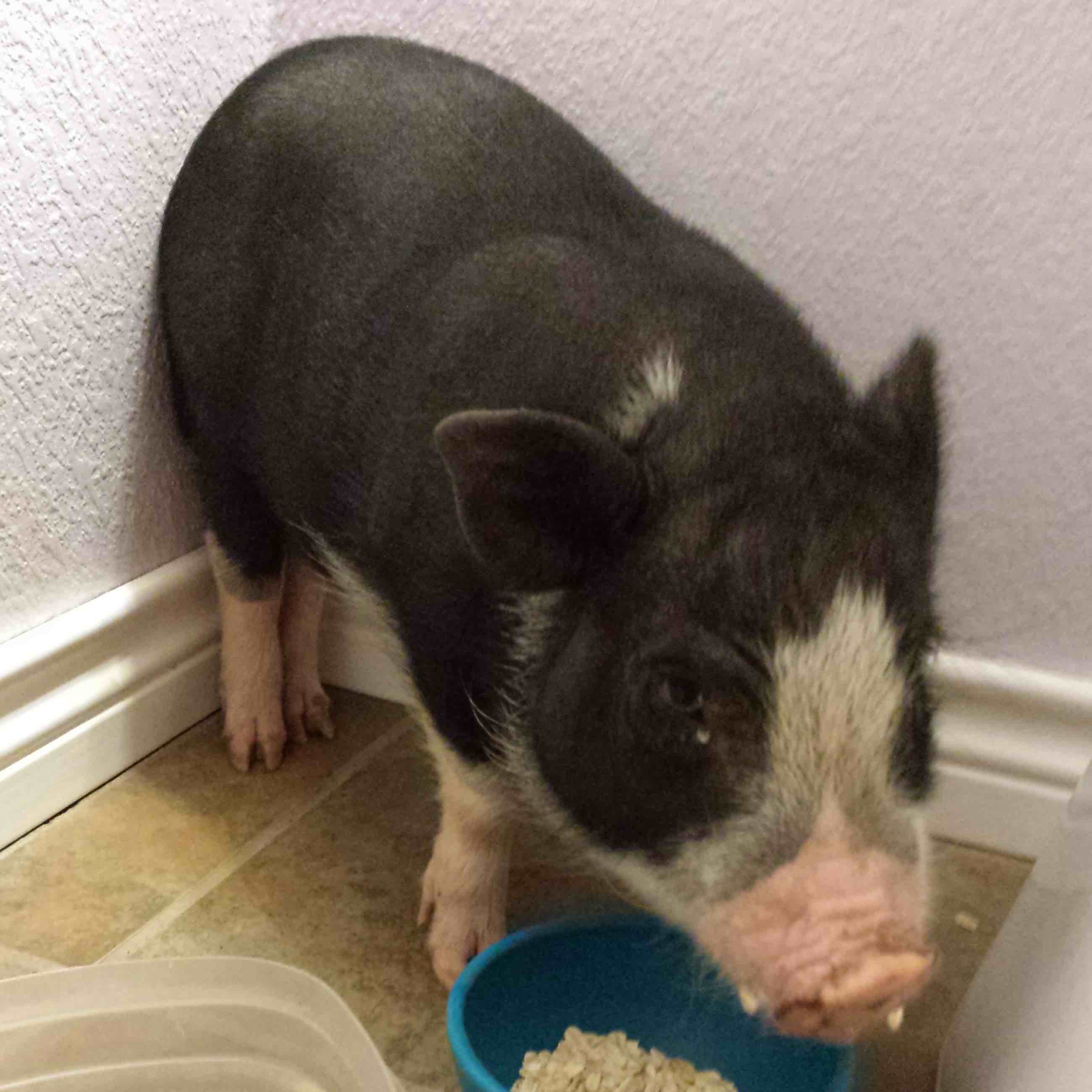 picture of piglet with food